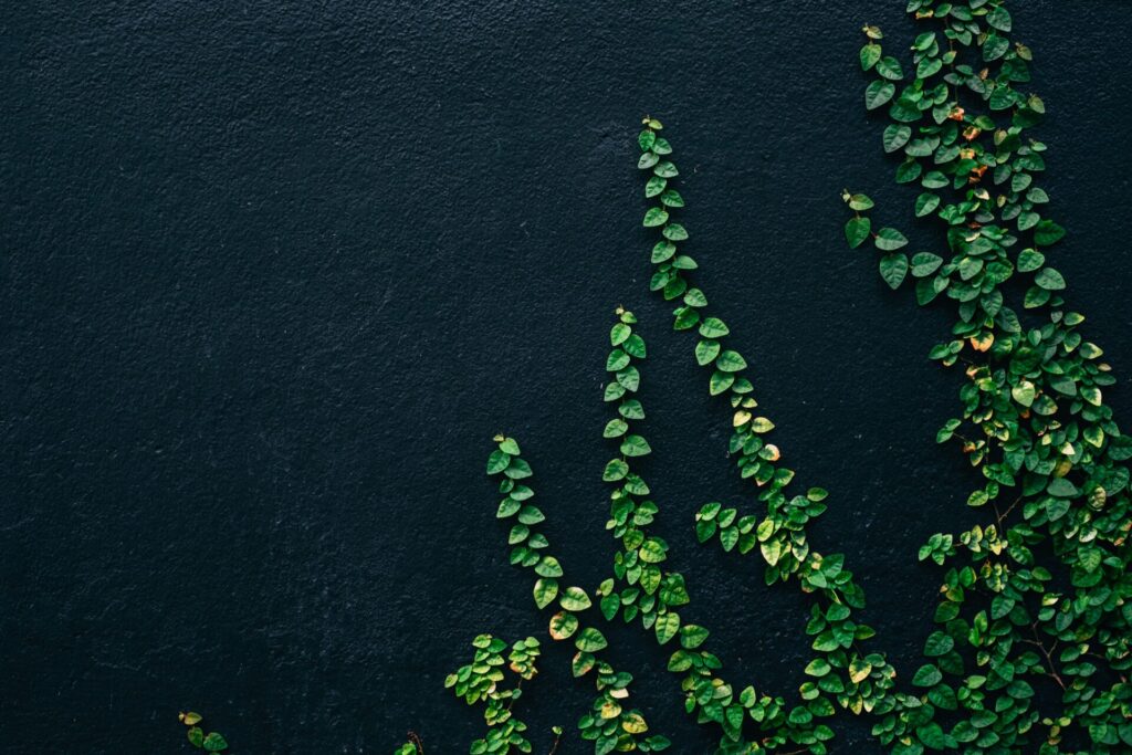 Cover image for Can Plants Feel?