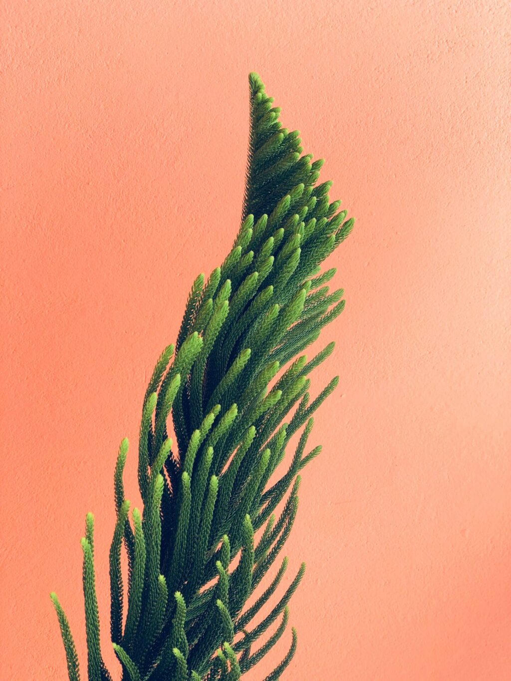 Cover image for Do Plants Have Memories?