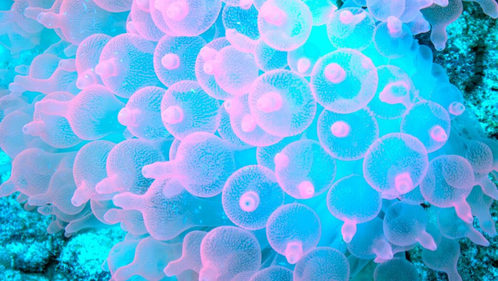 Cover image for Quantum Biology