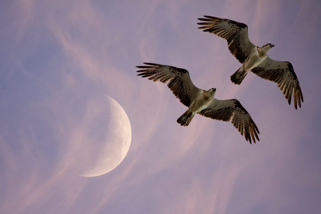 Cover image for Dualism: Arguing Pro and Con (Part II)