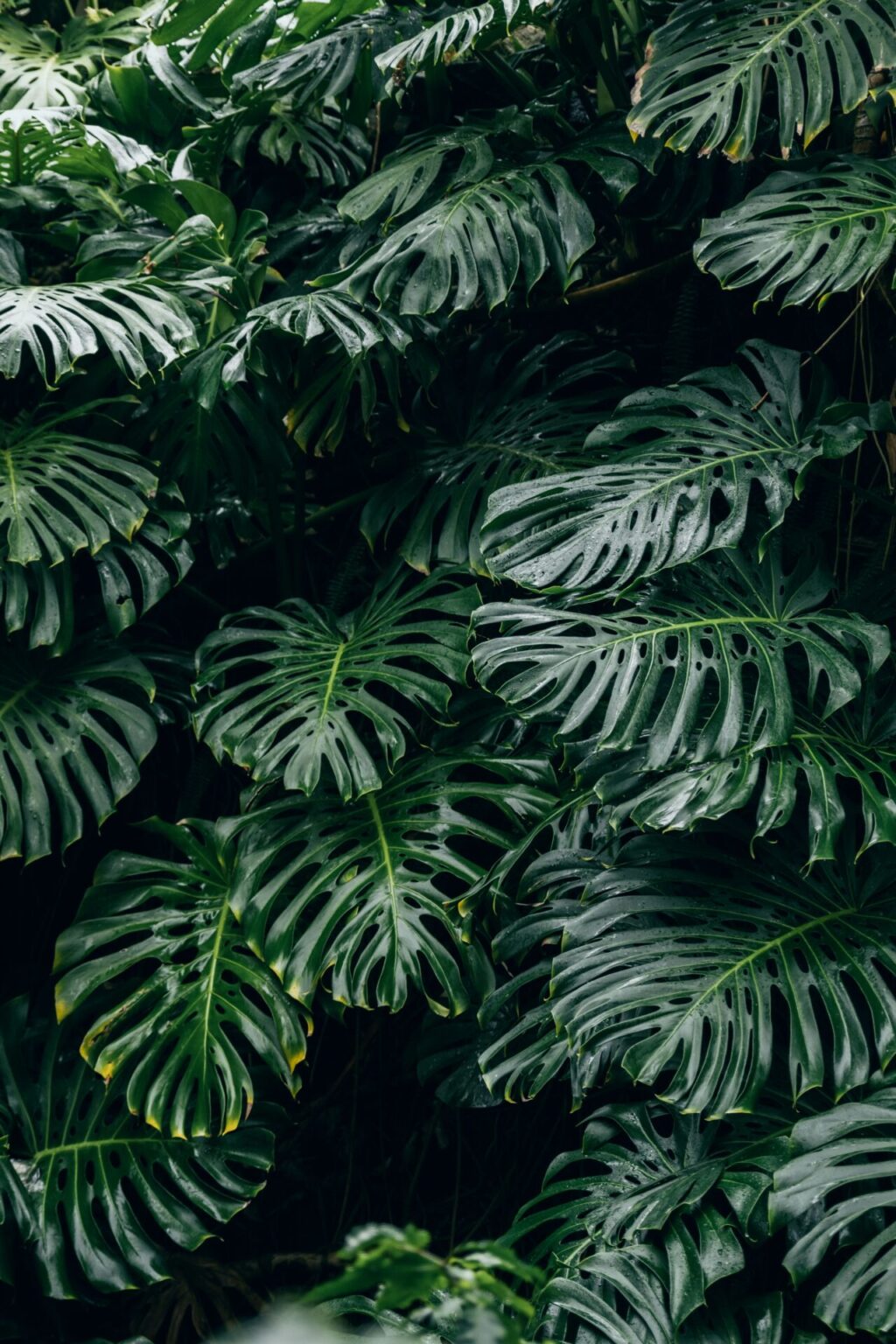 Cover image for Can Plants Smell?